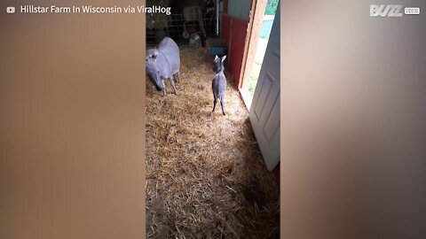 Energetic newborn donkey plays in barn