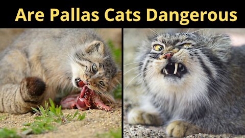 Are Pallas Cats Dangerous | Pallas Kittens | Pallas Cats