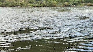 2021 Salmon run Humber River 31