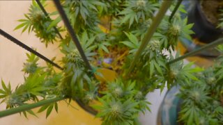 Gov. Evers proposal to legalize, tax marijuana draws mixed reactions