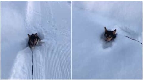 Pikkuruinen corgi kamppailee lumessa