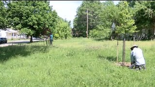 Cleveland's Union Miles neighborhood getting more trees thanks to new grant