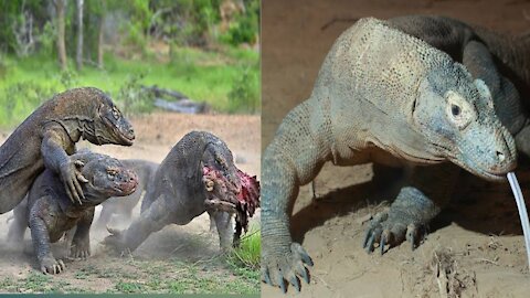 The Komodo dragon (Varanus komodoensis), also known as the Komodo monitor