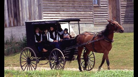 Cómo los Amish logran la inmunidad de rebaño contra el Covid y llevan una vida normal