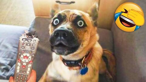 Unbelievable!!! Funny Dog Videos Try Not To Laugh 🦴🐕🐶✔️3