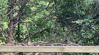 Cardinal fledglings James Gardens Toronto