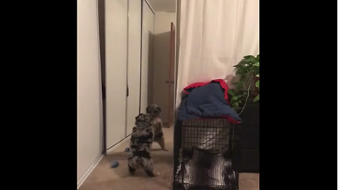 Aussie Puppy Thrilled To Play With His Reflection In Mirror