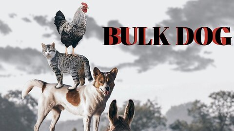 Bulk dog video 4k