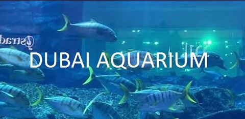 Dubai - Dubai Aquarium & Underwater Zoo (In Burj-Khalifa Mall)