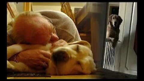 Newly Adopted Dog Watches Owner Fall Asleep Every Night Cause He’s Afraid Of Being Abandoned