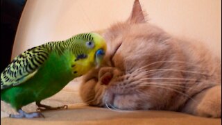 Sleeping cat adorably puts up with pestering parrot