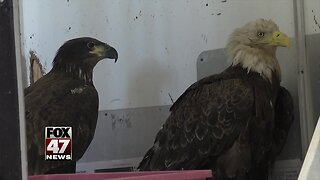 A bald eagle recovers in mid-Michigan after being found hurt