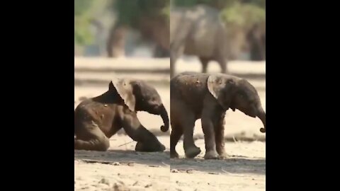 New Born Baby Elephant First walk