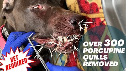 Removing Porcupine Quills - Porcupine Strikes Again - Vet Required