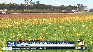 Exploring San Diego: Flower Fields open for the season
