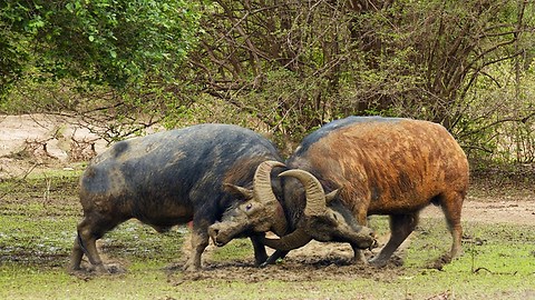 buffalo vs buffalo real fight