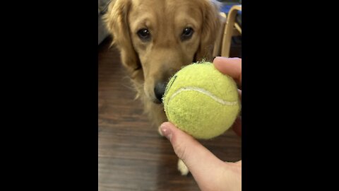 Happy Golden plays with his tennis balls