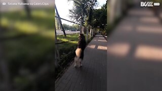 Ce chien aime marcher sur ses pattes arrières