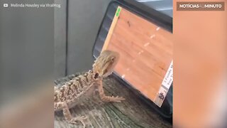 Lagarto de estimação adora jogar no telemóvel