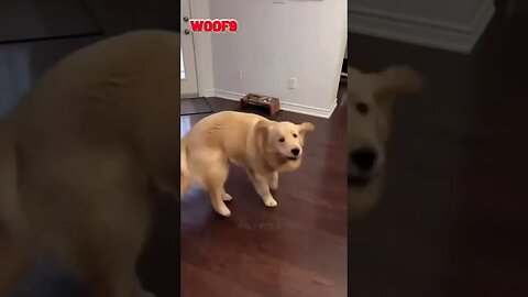 FUNNY DOGS VIDEO