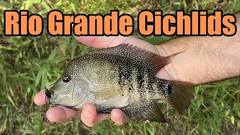 Creek Fishing For Native Rio Grande Cichlids