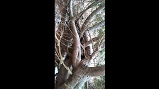 Twisted Tree