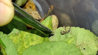 Feeding the Little Mantis