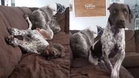 Dog falls victim to 'James Brown' viral internet prank