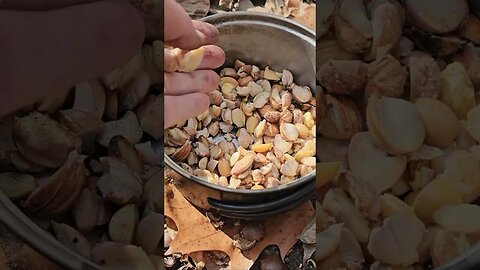 HOW TO EAT ACORNS - HOT LEACHING METHOD [2022-11-13]