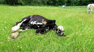 Therapy horses roll and romp in the sunshine