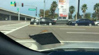 Tiny lizard catches ride on a windshield