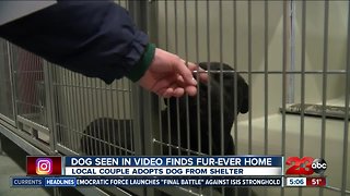 Dog seen in video finds fur-ever home