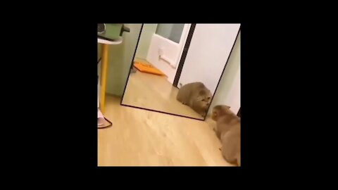 CAT 🐈😹VS MIRROR FUNNY VIDEO 🐈🐈🐈🤣🤣😂