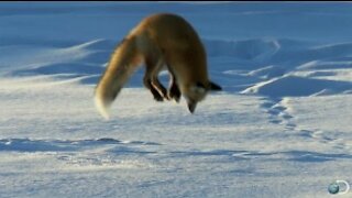 Fox Dives Headfirst Into Snow | North America