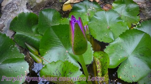 Flowers can dance # amazing nature # beautiful blooming # flowers time lopse video