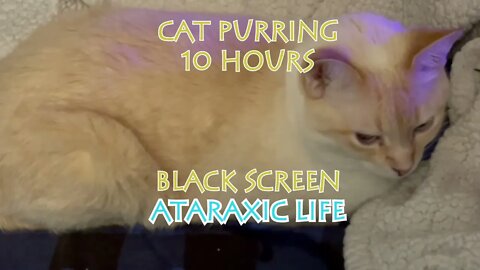 Sleep - Cat Purring - Tipsey - 10 hours Black Screen