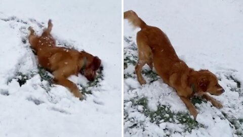 Winter-loving pup makes snow angels in the snow