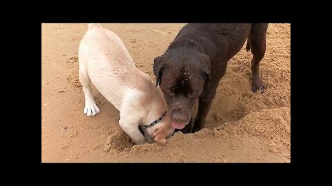 Dog Shows How To Dig A Hole To His Puppy