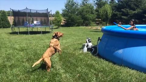 Funny Dog Tries To Fetch Water From A Hose