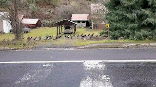 Wild Resident Turkeys