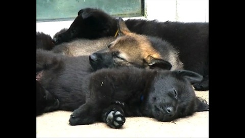 Puppy Police In Training