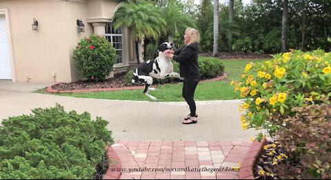 Excited Bouncing Great Danes Can't Wait To Greet Mom