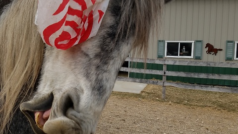 Funny horse with plastic bag on head