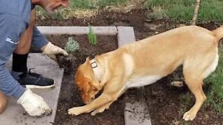 Son chien creuse pour l'aider à planter des arbustes