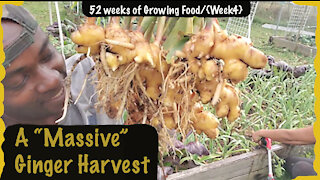 Massive Ginger Roots Harvest !!! 2021