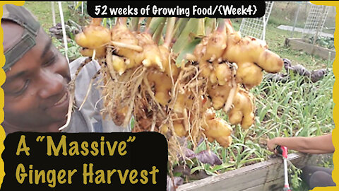 Massive Ginger Roots Harvest !!! 2021