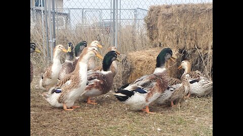 Silver Appleyard Flock in winter pen.