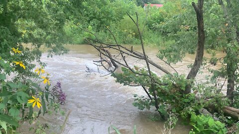 Elkhorn Creeks on the rise