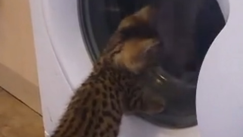 Bengal Kitten is very curious about the washing machine.