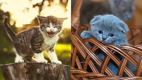 Cute and Funny Cats and Kittens Videos (2021 Cute and Funny Animals)